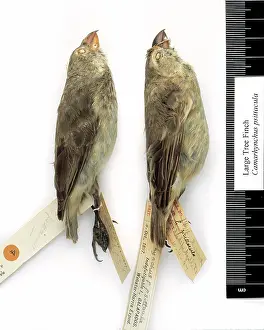 Ornithological: Camarhynchus psittacula, large tree finch