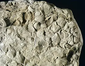 Silurian: Camarotoechi, brachiopod