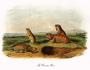 Burrow: Camas Rats