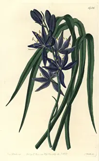 Esculenta: Camash, Camassia quamash
