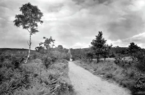 Barossa: Camberley, Barossa, Old Dean Common 1931