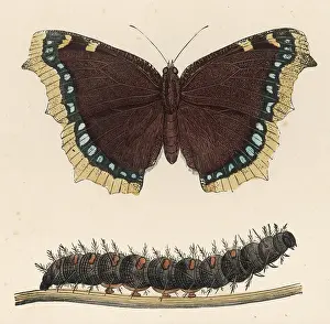 Camberwell: CAMBERWELL BEAUTY C1860