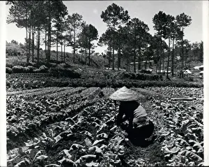 Neighbouring: Cambodia - Philippines - Vietnam