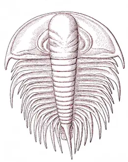 Cambrian: Cambrian Arthropod