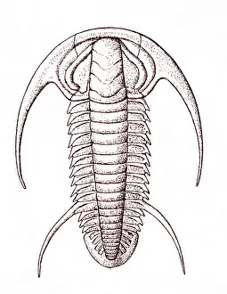 Cambrian: Cambrian Arthropod