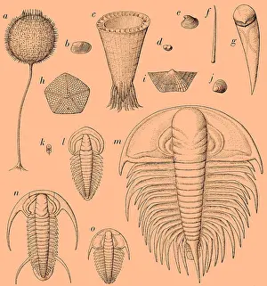 Cambrian: Cambrian Fauna