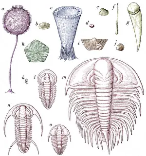Cambrian: Cambrian Fauna