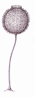Cambrian: Cambrian Fauna