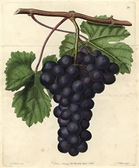 Vitis: Cambridge Botanic Garden grape, Vitis vinifera