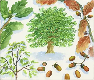 Acorn: Which Came First? ' page 11