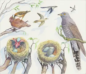 Cuckoos: Which Came First? ' page 13