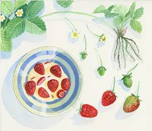 Strawberries: Which Came First? ' page 15