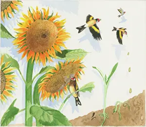Goldfinch: Which Came First? ' page 17