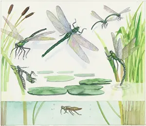 Dragonflies: Which Came First? ' page 21