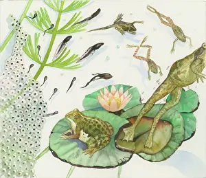 Tadpole: Which Came First? ' page 5
