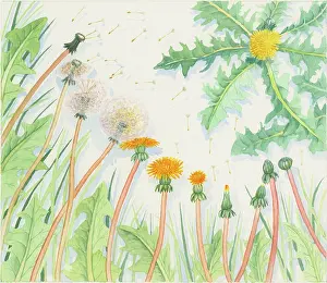 Dandelions: Which Came First? ' page 7