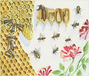 Honeycomb: Which Came First? ' page 9