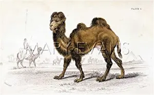 Bactrian: CAMEL / BACTRIAN 1835