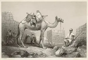Bartlett: CAMEL (BARTLETT)