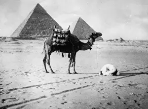 Believer: The camel and the believer