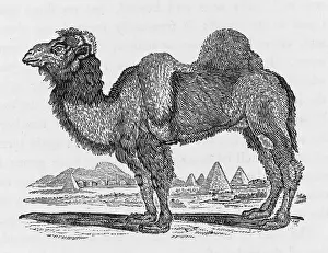 Weave: Camel (Bewick)