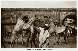Aden: Camel caravan, Aden