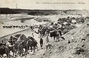 Biskra: Camel caravan in Biskra district, Algeria
