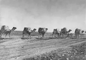 Cheapest: Camel caravan in the desert, ca. 1932