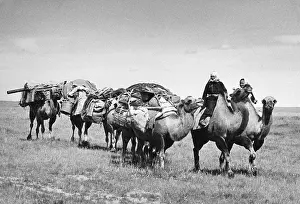 Gobi: Camel caravan, North Gobi, Mongolia