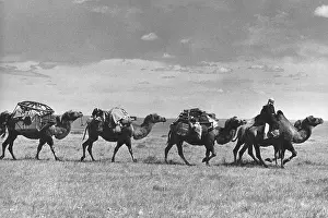 Gobi: Camel caravan, North Gobi, Mongolia