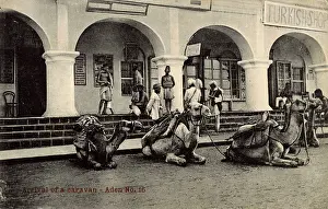 Aden: Camel caravan outside Hotel de l'Europe, Aden