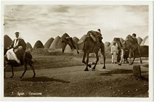 Kafar: Camel caravan passing through Kafar Tkerime nr Aleppo, Syria