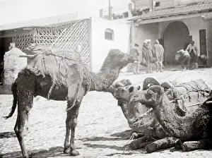 Tangier: Camel caravan at rest, Tangier, Morocco, c.1900