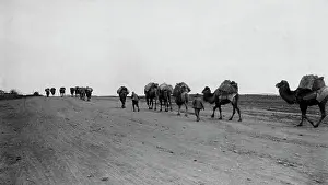 Wasteland: Camel caravan in Turkey in World War I, 1915