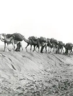 Aswan: Camel convoy at Shellal, Egypt, WW1