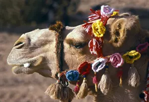 Tassles: Camel with flowered bridle, Jordan