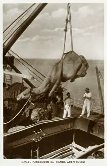 Lowering: Camel being hoisted onto a ship, Aden