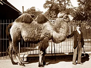 Hump: Camel and keeper (probably London Zoo), Victorian period