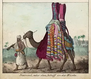 Discreetly: Camel and Ladies