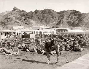 Aden: Camel Market, Aden, Yemen
