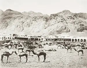 Aden: Camel market, Aden, Yemen