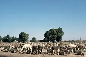 Edfu: Camel market, Edfu, Egypt