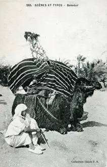Biskra: A camel palanquin (covered litter), southern Algeria