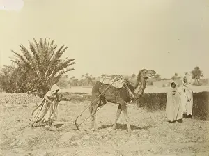 Plows: Camel with plow.Algiers. Algeria. Journey to