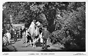 Zoos: Camel ride at London Zoo