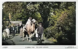 Zoos: Camel ride at London Zoo
