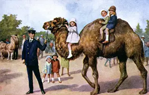CAMEL RIDE IN ZOO