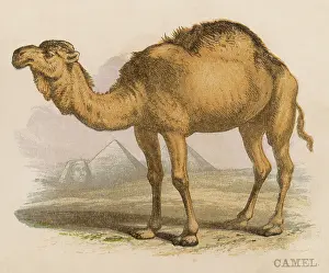 C1880: Camel - Scrapbook - circa 1880