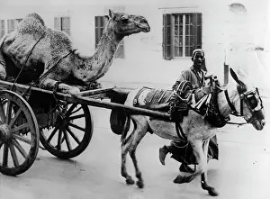 Laziness: Camel is sitting on a cart