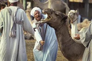 Told: Camel traders Birqash, Cairo, Egypt